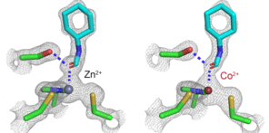 Representations of the 3D crystalline structures of the unmodified enzyme, containing a zinc ion, and the modified enzyme, containing a cobalt ion. The structures are identical except for the labels indicating the presence of zinc or cobalt.