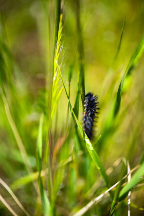 A black caterpillar climbs a blade of bright-green grass