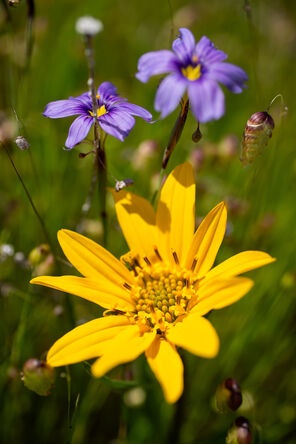 A lily-like yellow flower is surrounded by grasses with purple flowers at the top or brown-ish green buds