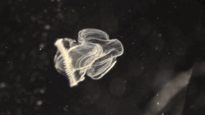 A larva of the acorn worm swimming in the water