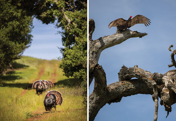 On the left, three male turkeys with full feathers walk down a grassy trail. On the right, a dead tree hosts a turkey vulture with wings outstretched  