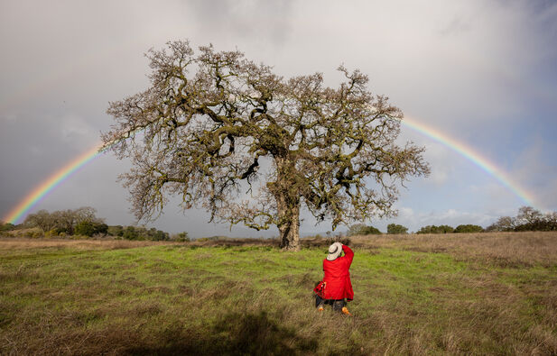 A rainbow arches over a wide oak tree while a photographer wearing a bright-red jacket kneels in front