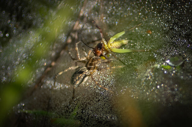 A brown spider on a dewy web wrestles with the bottom half of a bright-green cricket