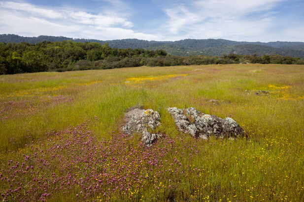 Greenish gray rocks are visible in a sea of green grass and purple and yellow wildflowers
