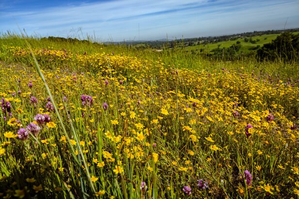 A sea of yellow and purple wildflowers and green grasses