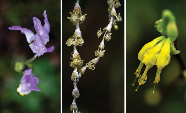 Close-up photos of a raindrops on small purple flowers just starting to open; a woody stem with circular green buds; and a cluster of three yellow buds dangling from  a green stem
