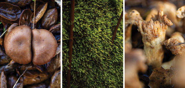 Three close-up photos of a brown round-top mushroom growing among dead leaves, green moss, and light-brown cylindrical mushrooms