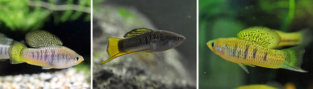 Three small swordtail fish with black and yellow coloring