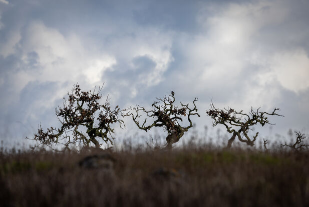 Three leafless oak trees stand at the edge of grassland in front of puffy white clouds 
