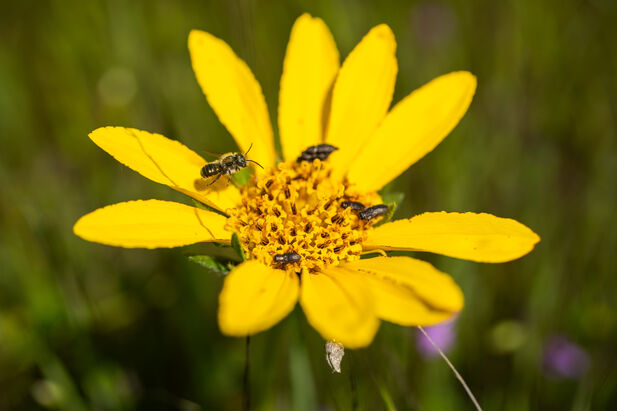 Close-up of a yellow wildflower with one bee and three small beetles at its center