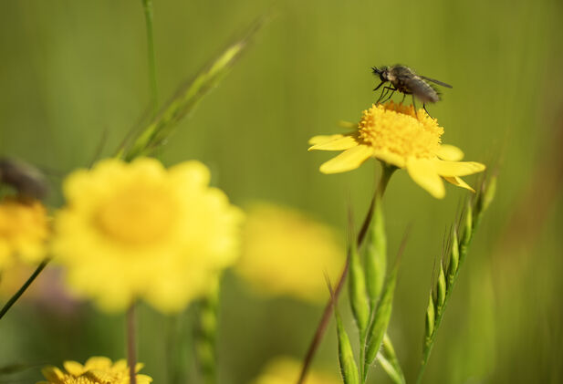 A close-up photo of a fly atop a daisy-like yellow wildflower