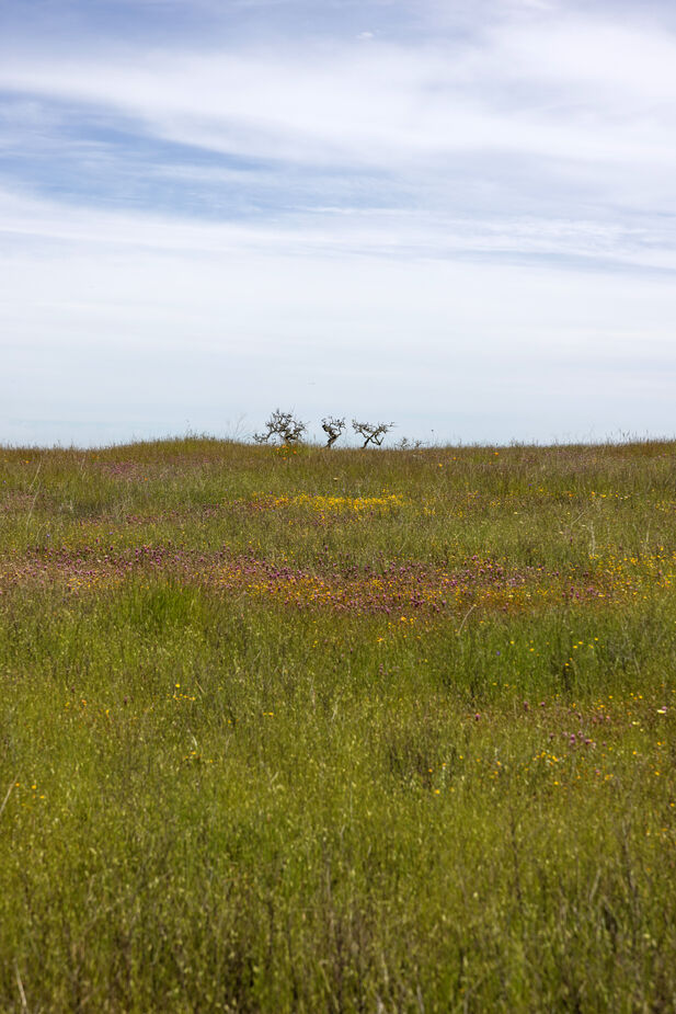 A sea of grass with areas of color from wildflowers and oaks on the horizon