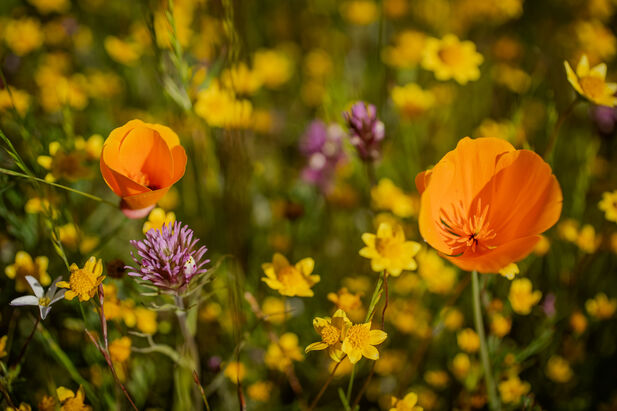 Close-up of two orange wildflowers in a sea of yellow flowers and a few purple ones