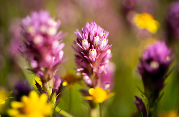 Close-up photo of three purple wildflowers standing above two yellow flowers