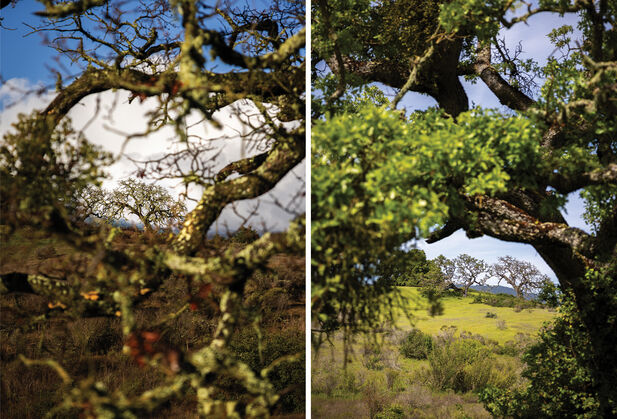 Two photos show branches of the same tree, bare in winter and leafy in spring