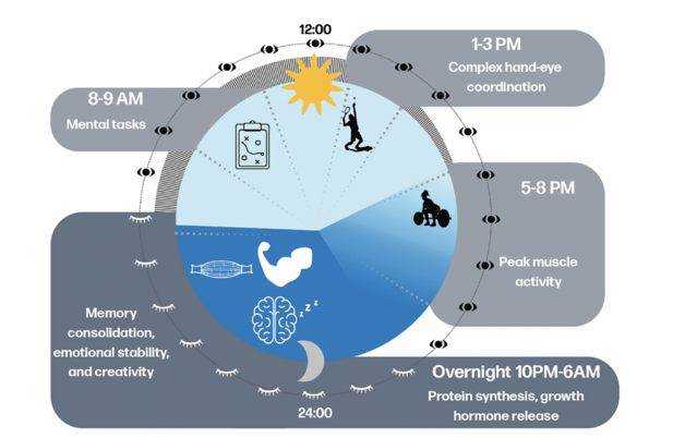 Different activities and tasks are easier when they are aligned to optimal times in our 24-hour sleep-wake cycle called the circadian rhythm