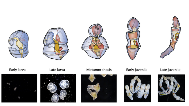 five progressive illustrations of the worm from larval to juvenile stage placed above pictures of the actual organism 
