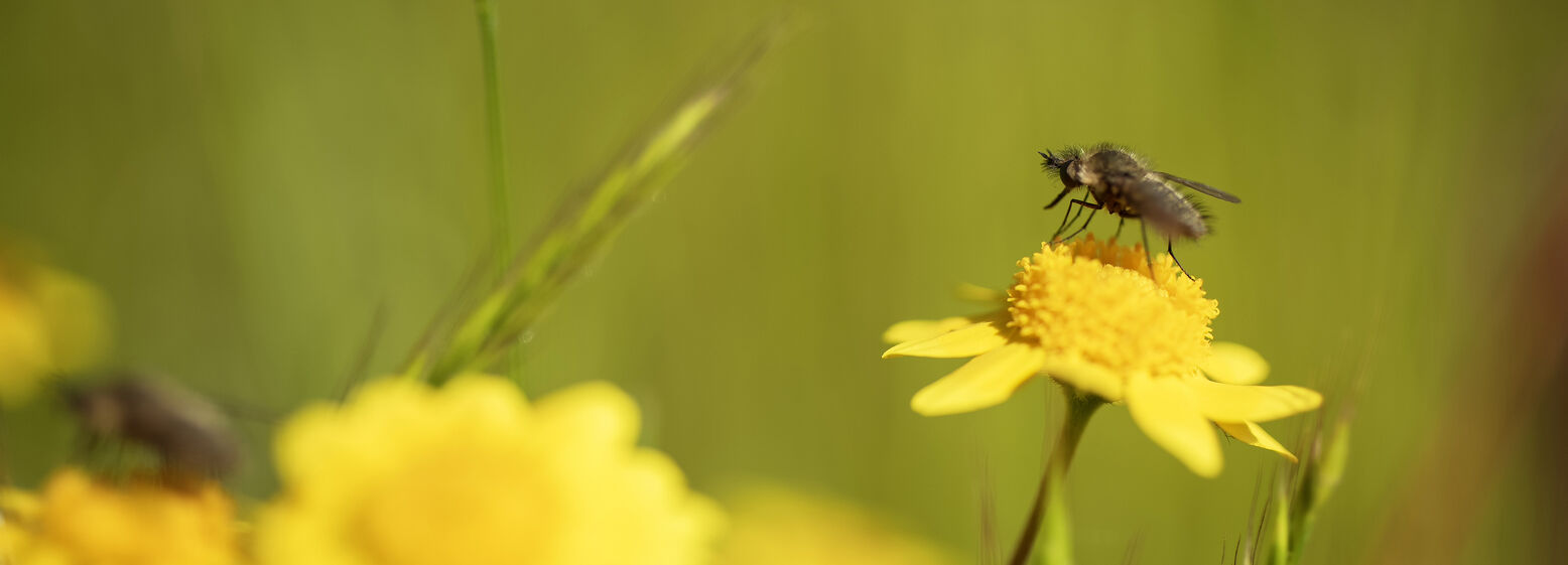 A bee perches atop a yellow wild flower.