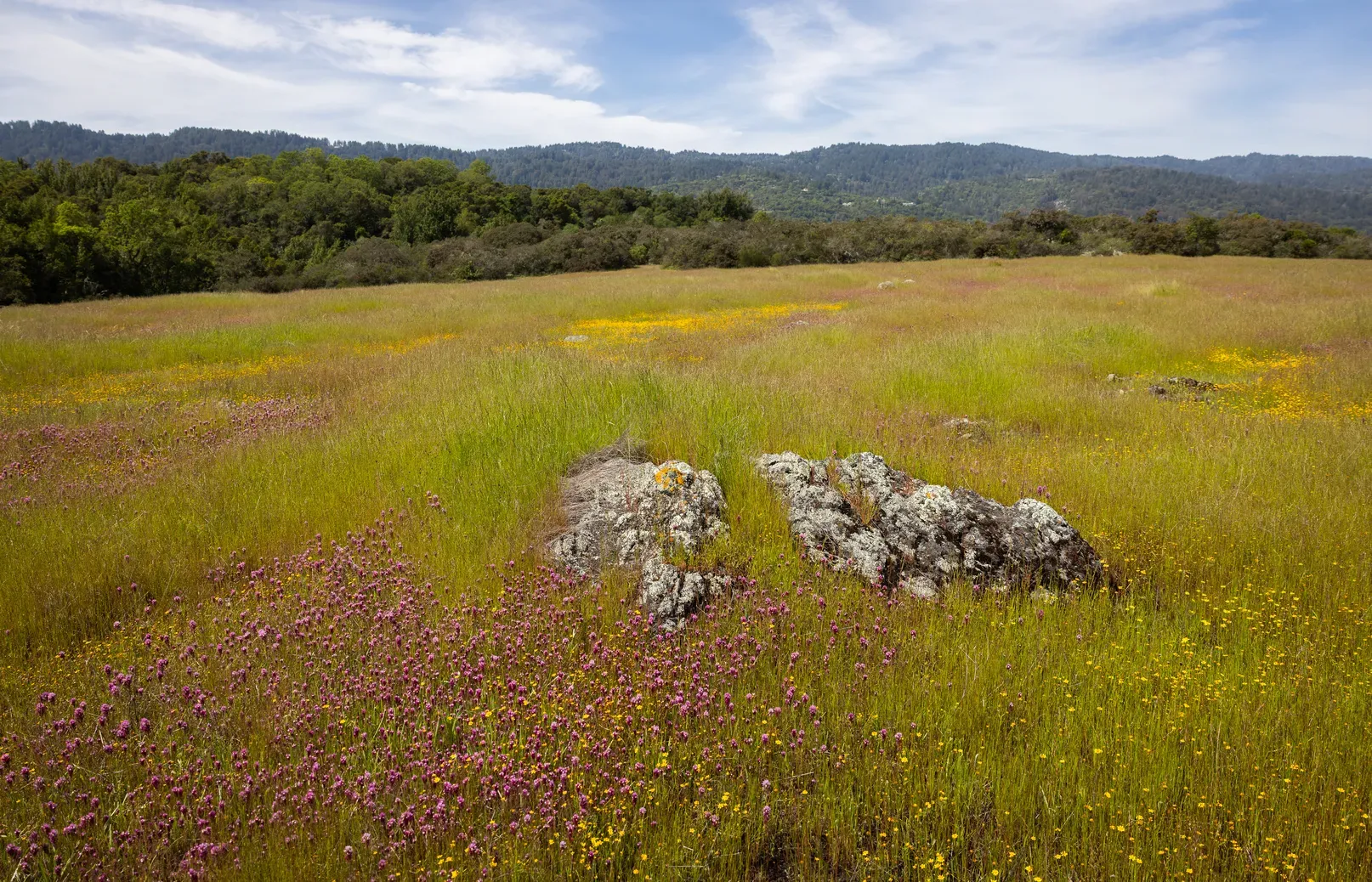 Greenish gray rocks are visible in a sea of green grass and purple and yellow wildflowers