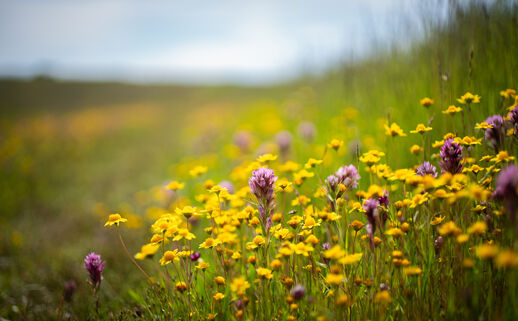 Yellow and purple wildflower bloom amid tall grass on a slope.