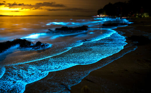 A beach scene with waves that have a glowing luminescent blue edge 
