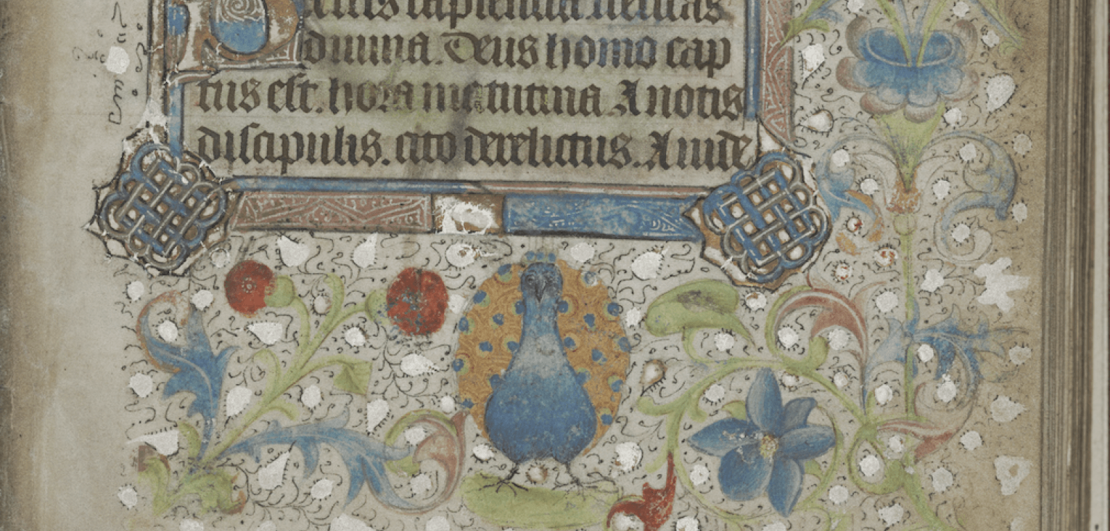 Image of an illustrated manuscript page from a Book of Hours showing a peacock