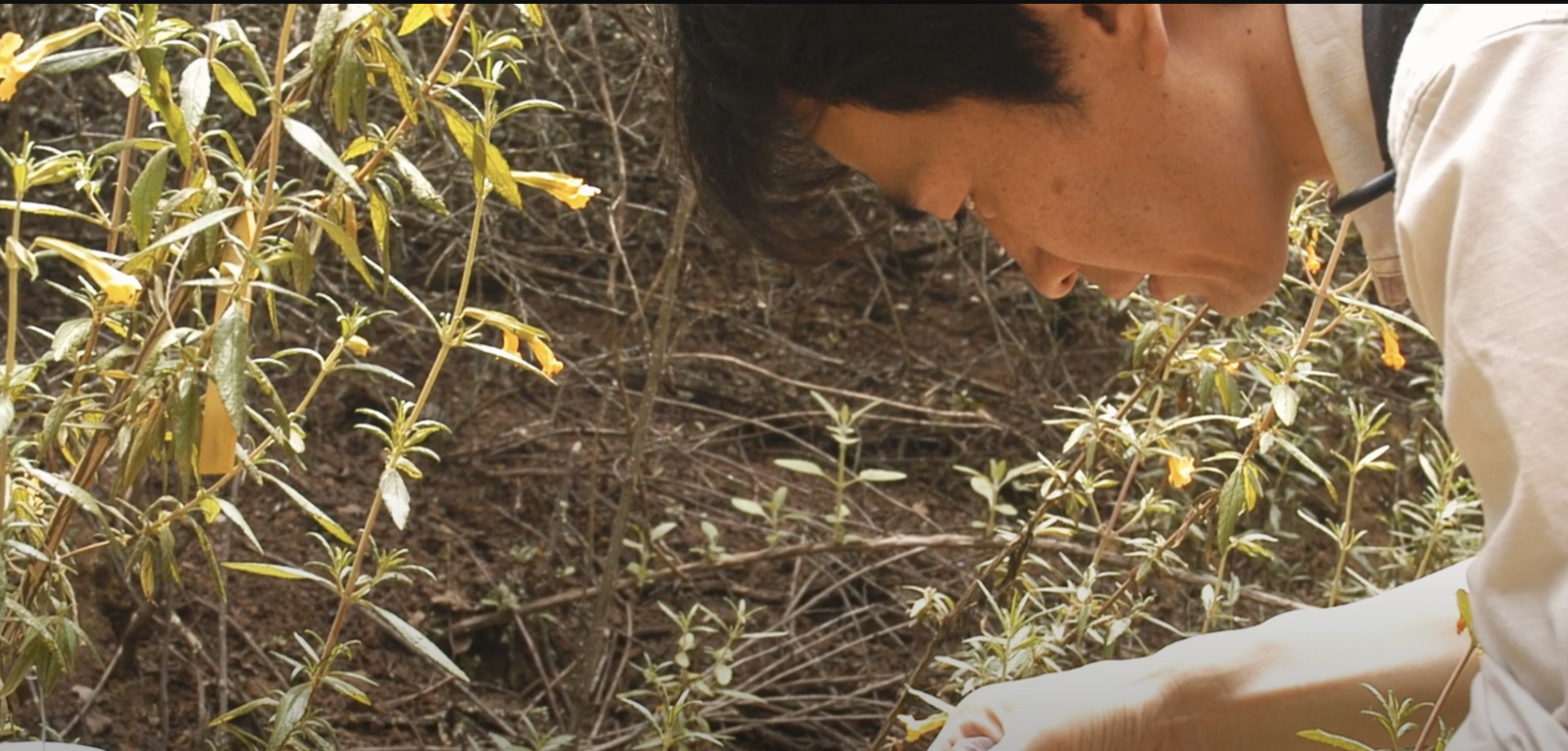 Biologist Tadashi Fukami takes a sample from a plant at Jasper Ridge Biological Preserve.