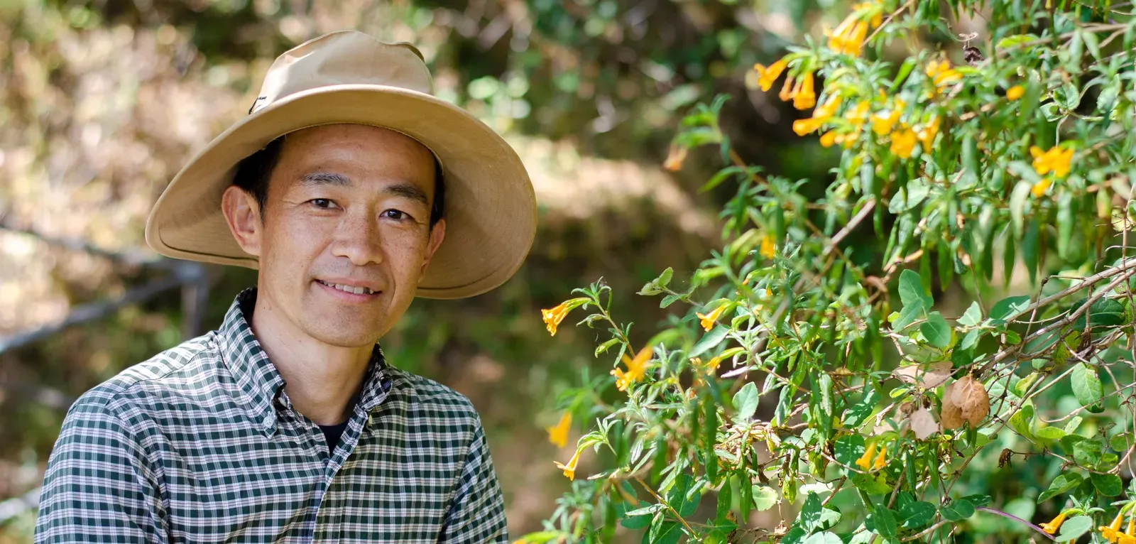 Image of Tadashi Fukami wearing a wide-brimmed hat kneeling next to sticky monkey flowers, which are small elongated yellow blooms on a woody-stemmed bush with medium green leaves, by Searsville Dam in Stanford's Jasper Ridge Biological Preserve