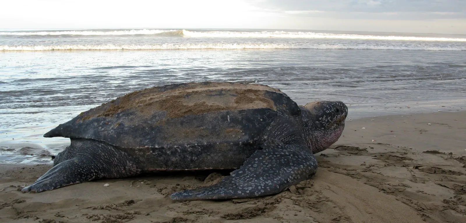 leatherback sea turtle