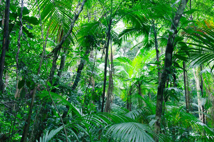 photo of a lush green tropical forest
