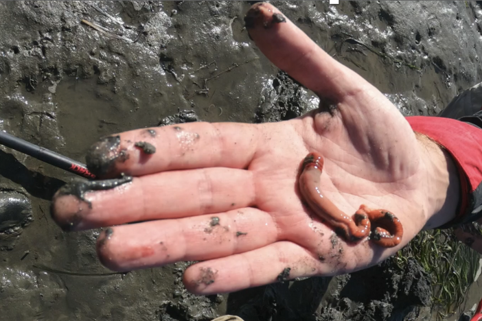An acorn worm resting in the palm of a researcher's hand