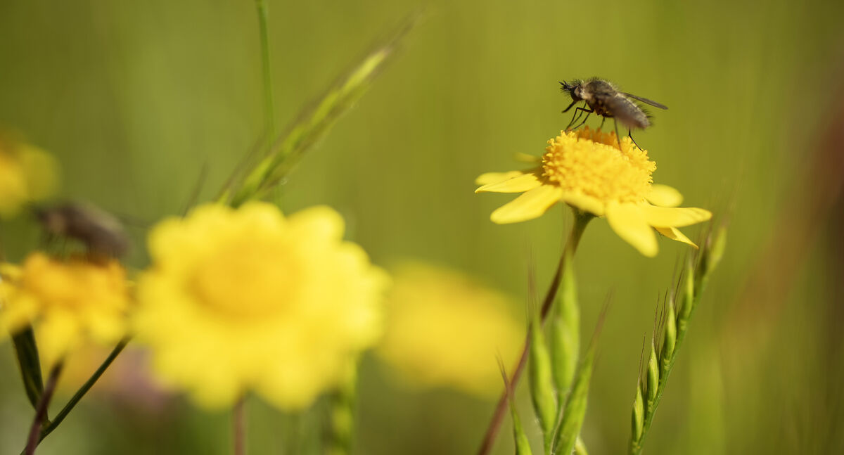 Bright yellow flowers with a bee perched on one