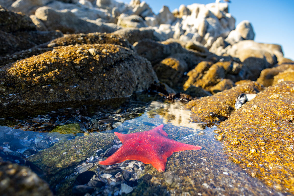 A bright red starfish lies on a rock in a tidal pool