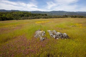 Greenish gray rocks are visible in a sea of green grass and purple and yellow wildflowers