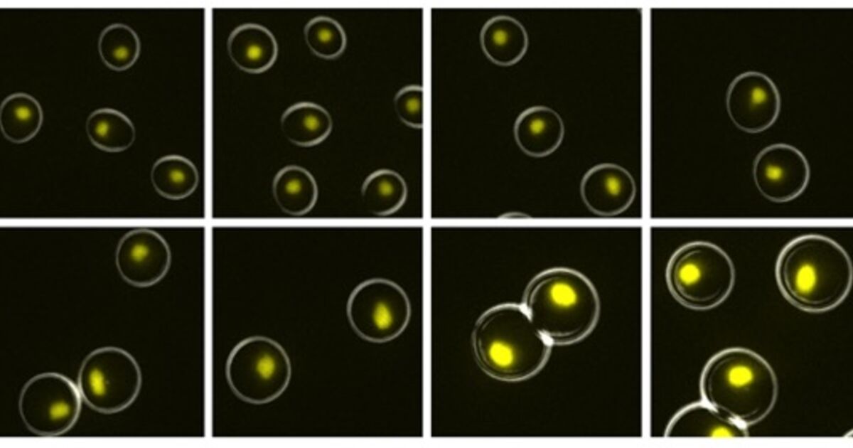 Stanford study reveals mechanisms behind how growing cells maintain ...