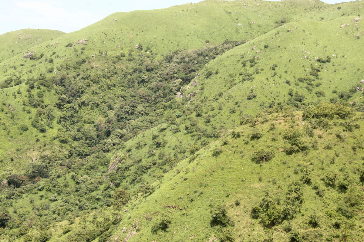 mosaic scrub savanna woodland on the highlands of Chappal Hendu in Gashaka Gumti-National Park in West Africa.