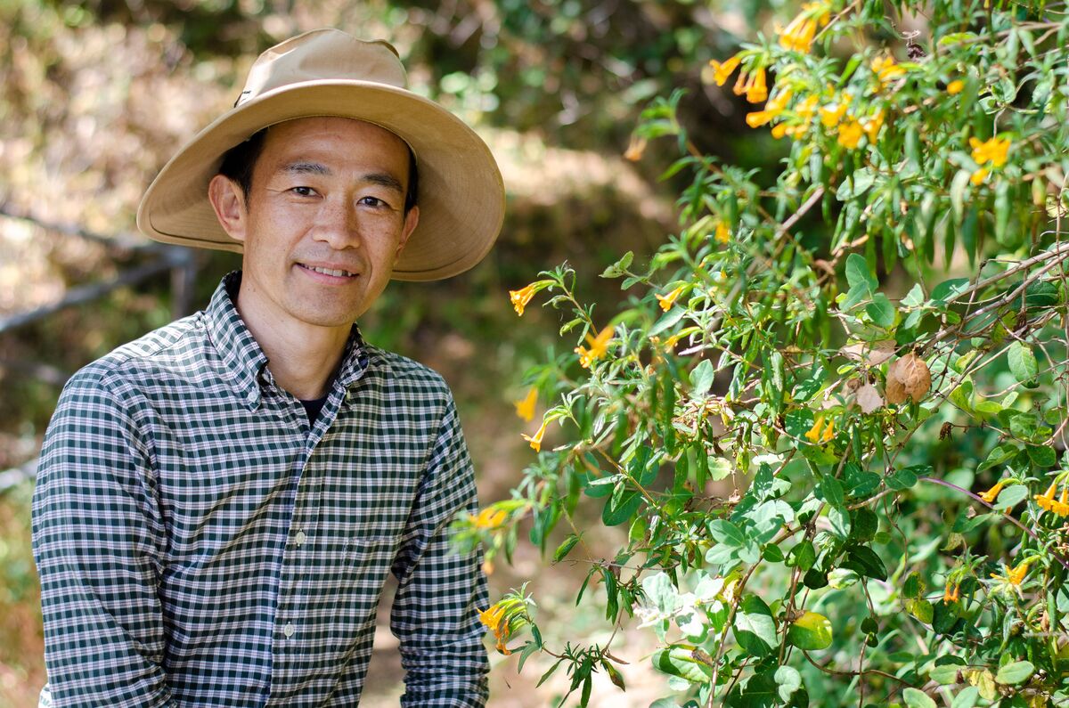 Image of Tadashi Fukami wearing a wide-brimmed hat kneeling next to sticky monkey flowers, which are small elongated yellow blooms on a woody-stemmed bush with medium green leaves, by Searsville Dam in Stanford's Jasper Ridge Biological Preserve