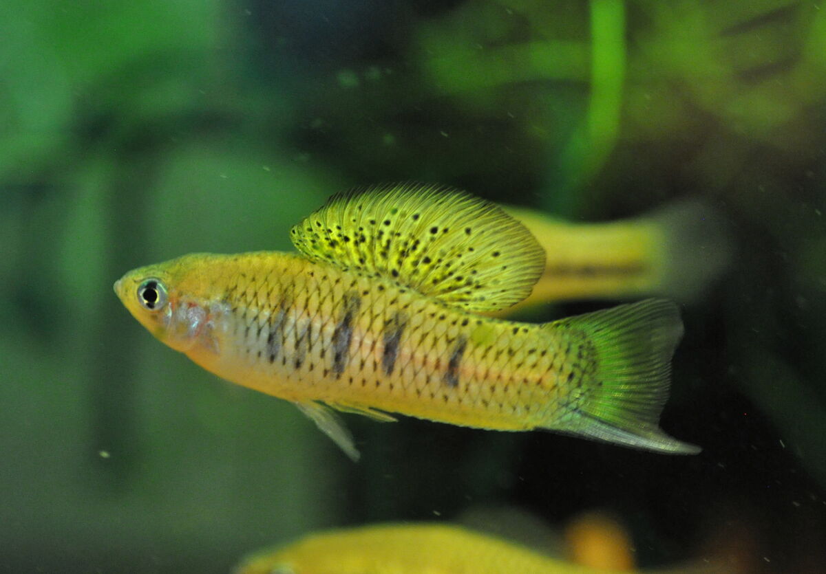 Small yellow fish with gray markings and a sword-like extension of its tail fin