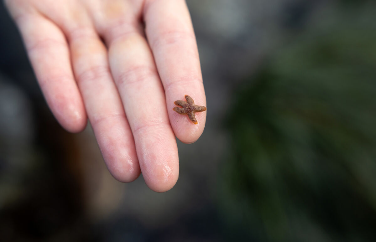 A student holds up a small sea star found during a tide pool survey 