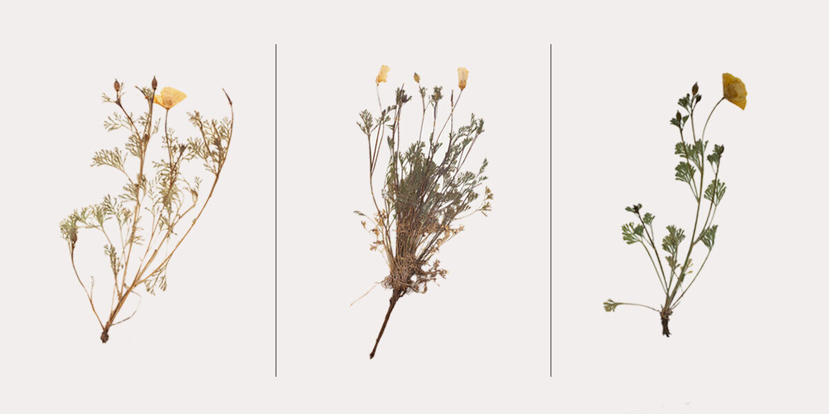 A collage of three California poppies