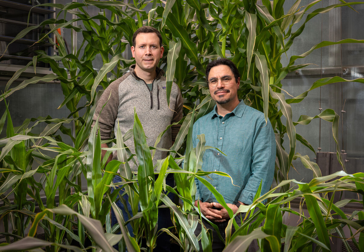 Researchers Johannes Scharwies and José Dinneny stand in front of corn plants grown to study root responses to moisture at the Stanford Greenhouse Facility.