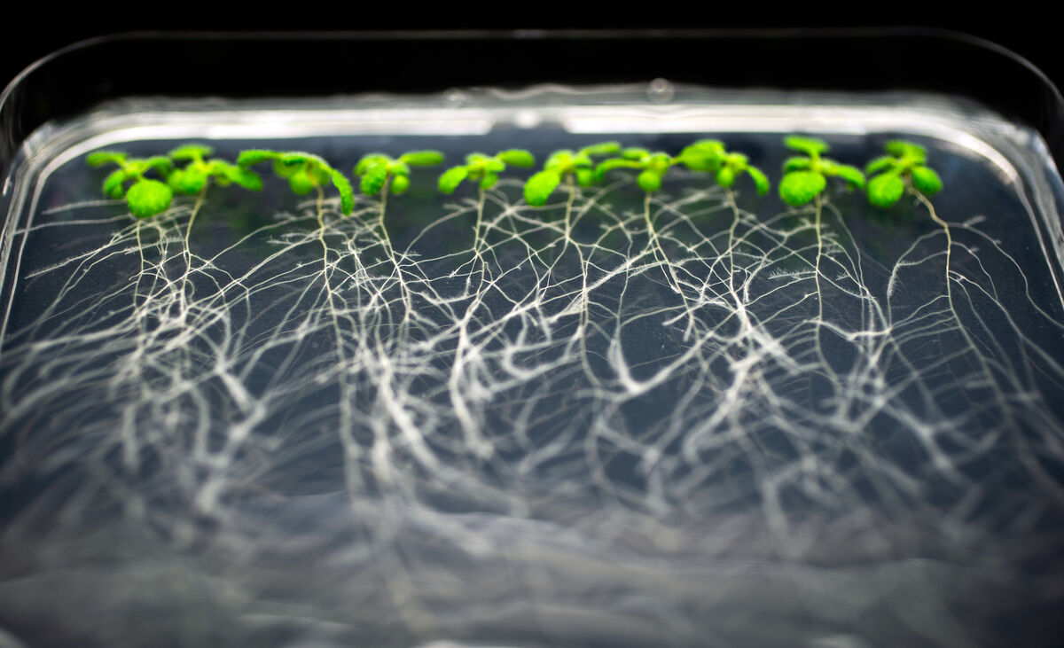 Close-up photo of long branching roots of plant seedlings