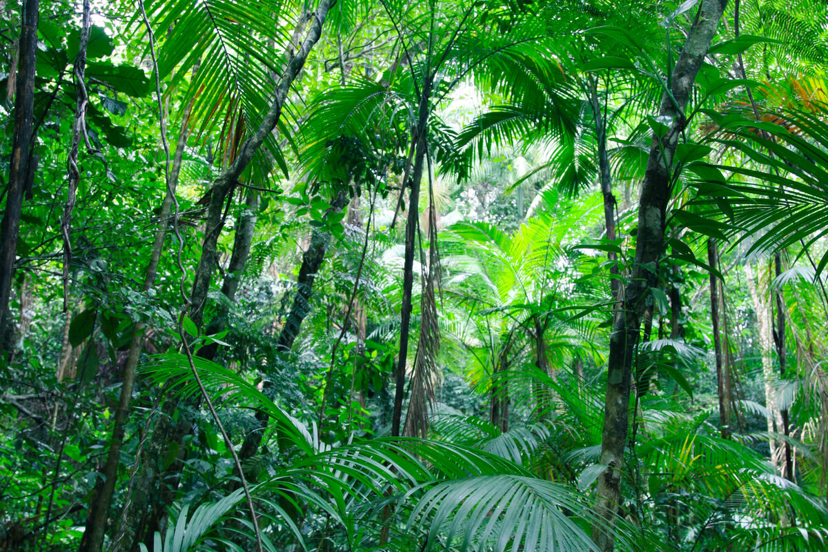 photo of a lush green tropical forest