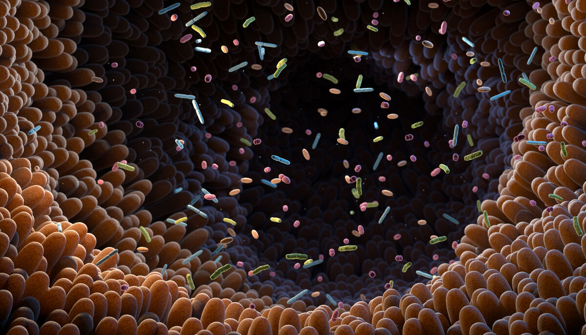 Illustration of microbes inside an intestine