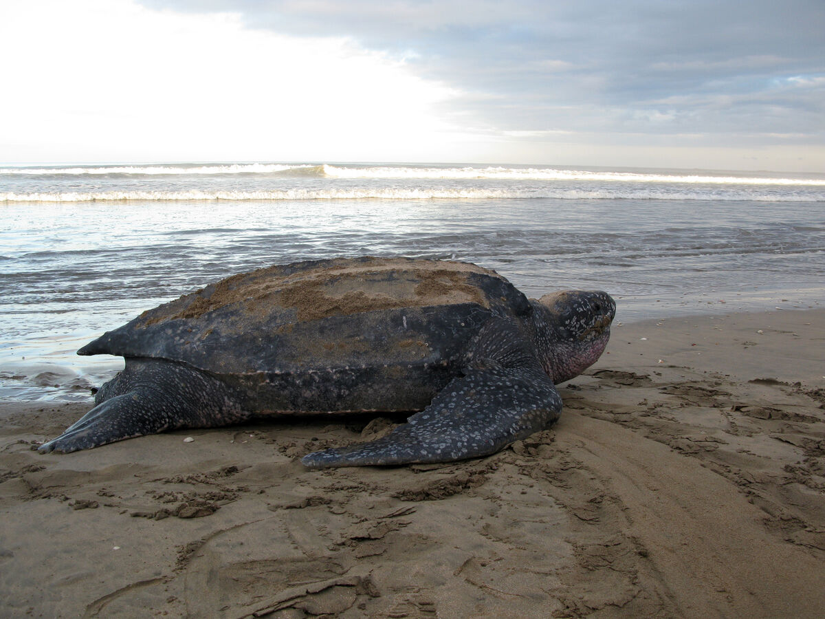 leatherback sea turtle