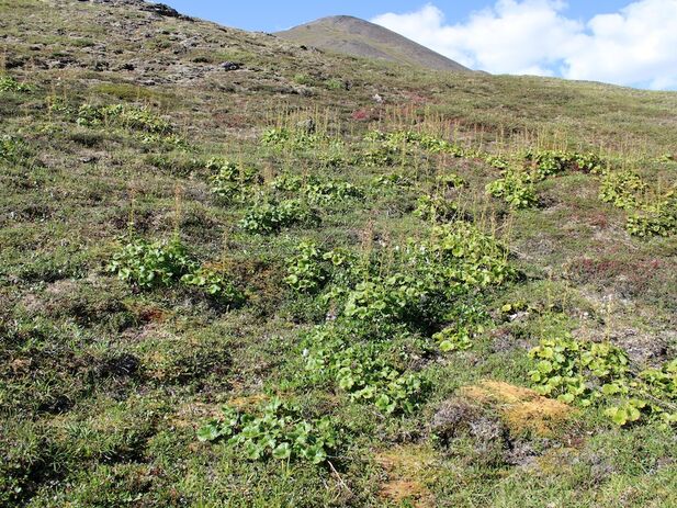 photo of the Alaskan tundra with grasses in the foreground