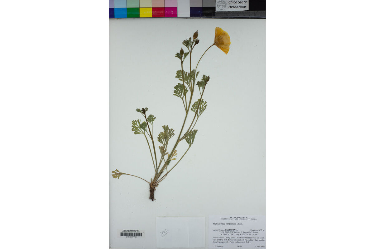 A more recent sample of a California Poppy collected in 2003 in Lassen County, California