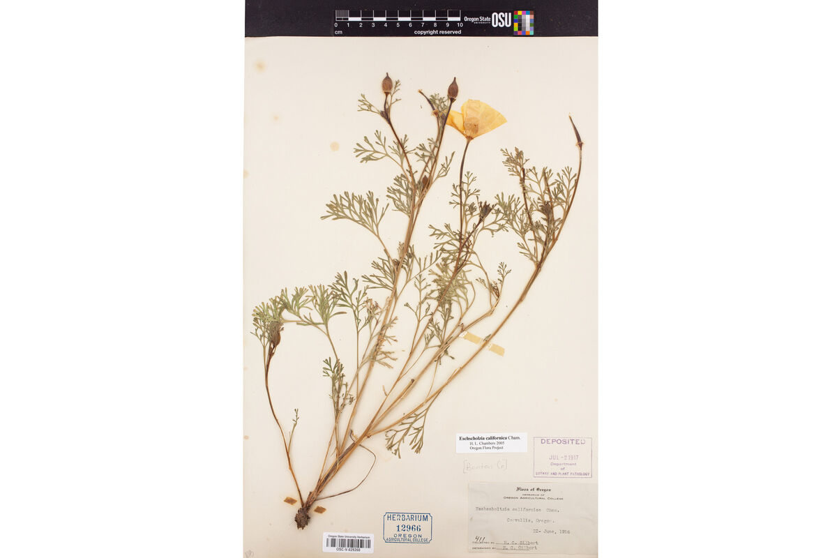 This image is of a California poppy specimen collected in 1916 in Corvallis, Oregon