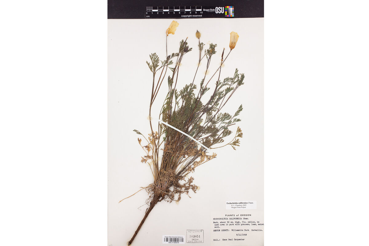 A California poppy specimen collected in 1958 in Corvallis, Oregon 