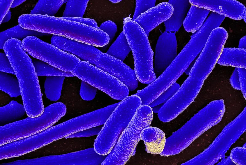 Image of Escherichia coli bacteria